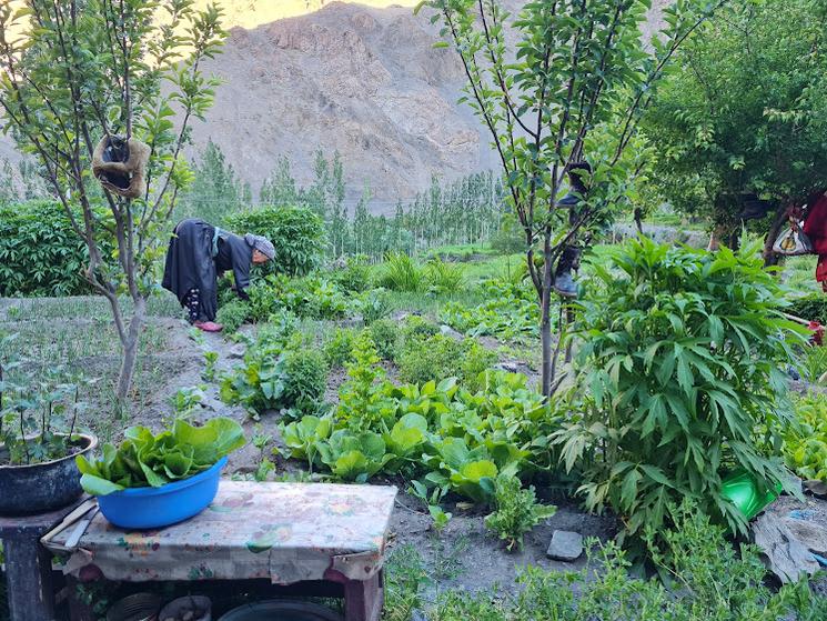 Rachin Dulma choisi des légumes dans son potager. Photo : R. Matalon