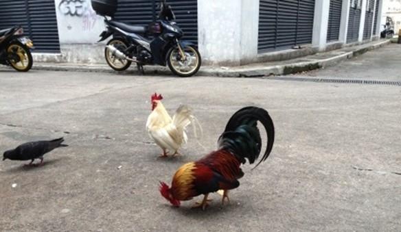 poule et coq dans la rue