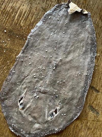 raie perle galuchat indonesie