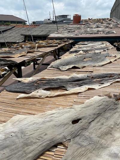 raie processus tannage