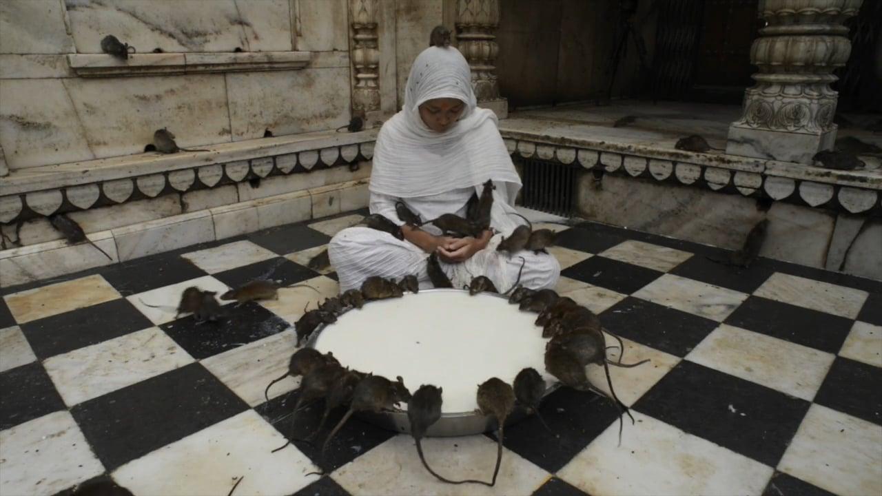 temple rats hindou inde india