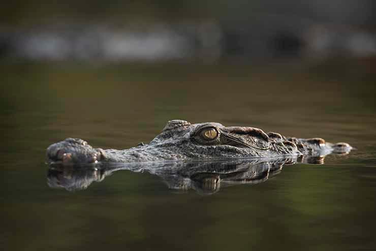 relache Crocodile