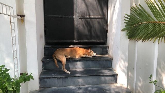 un chien dormant dans une entrée