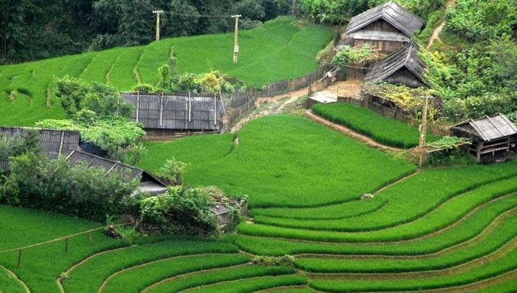 Rizieres a Bac Ha