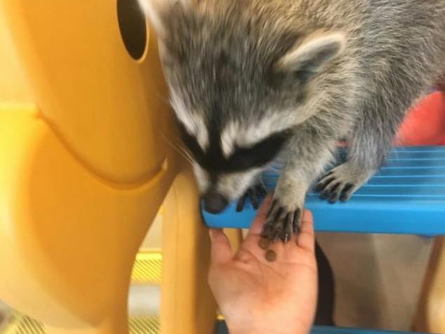 café raton laveur séoul insolite corée du sud raccoon cafe