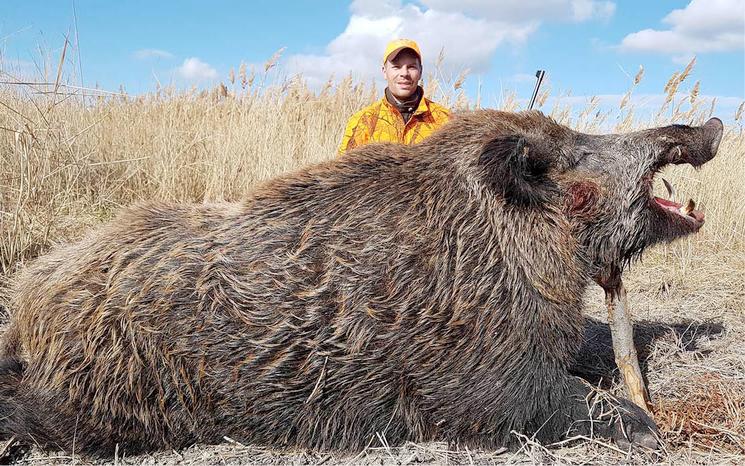 le sanglier Atilla turquie