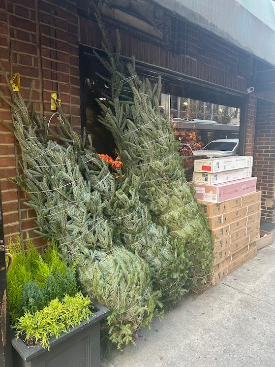 les sapins de Noël pendant Thanksgiving