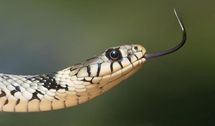 Le serpent est présent dans la culture et tradition vietnamienne