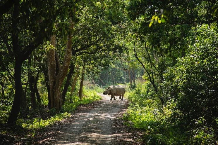 un rhinocéros dans le parc national de Chitwan au Népal