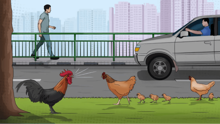 Singapour et ses gallinacés: “Je t’aime, moi non plus”. Illustration : Rafa Estrada