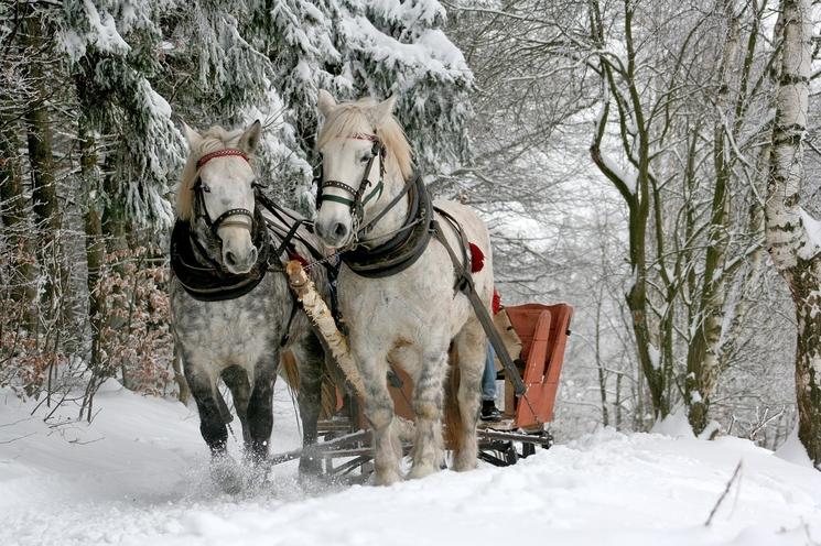 Luge à cheval Pologne neige montages