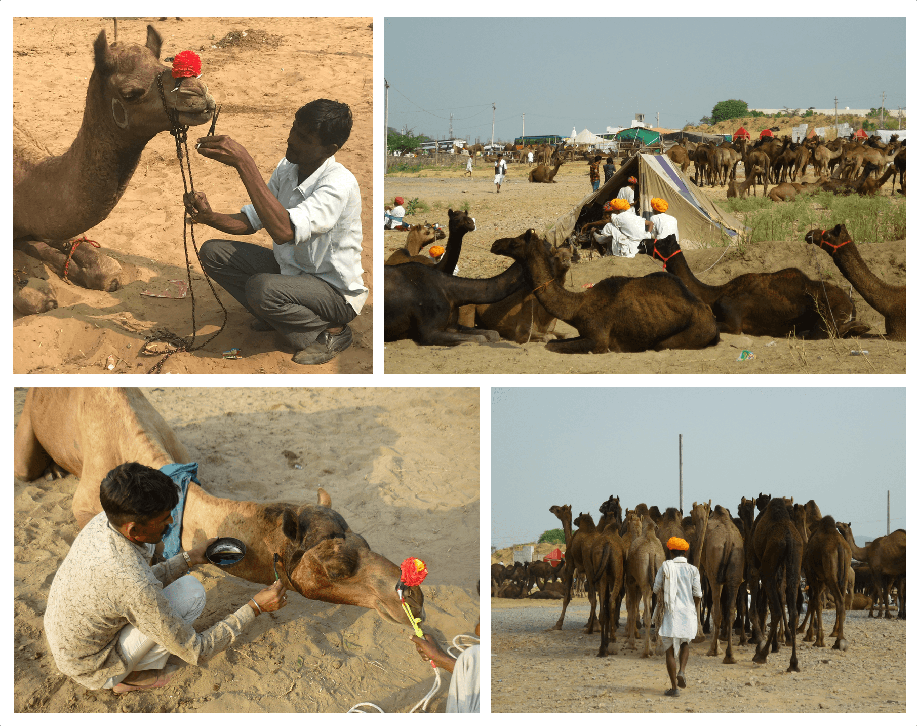 éleveurs chameaux foire inde 