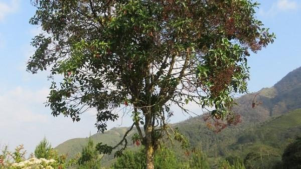 Le Quinquina, symbole de la flore péruvienne