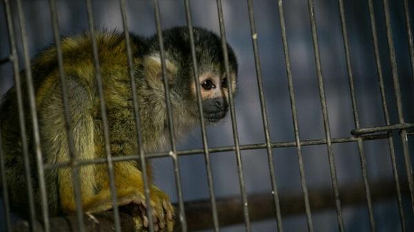 Le saïmiri du Pérou, un petit singe écureuil d’Amazonie