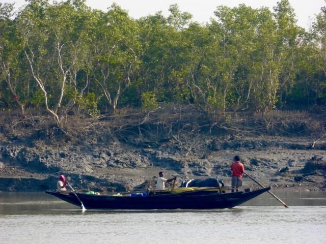 la mangrove dans les Sundarbans au Bengale