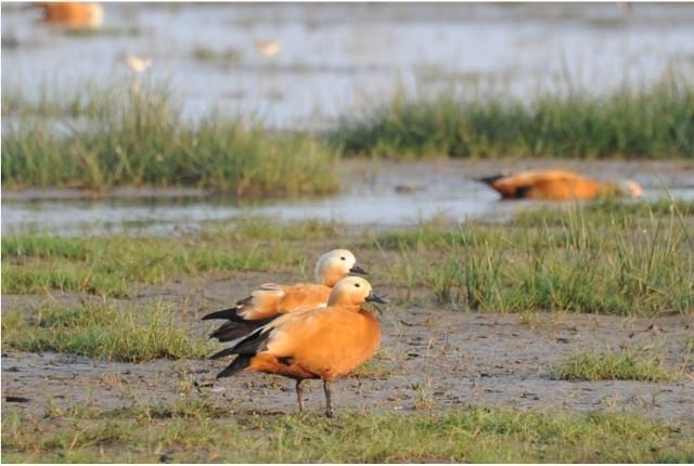 Tadorne casarca au lac Chilika en Inde