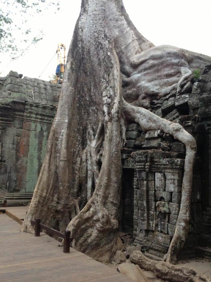 tetrameles-ta-prohm