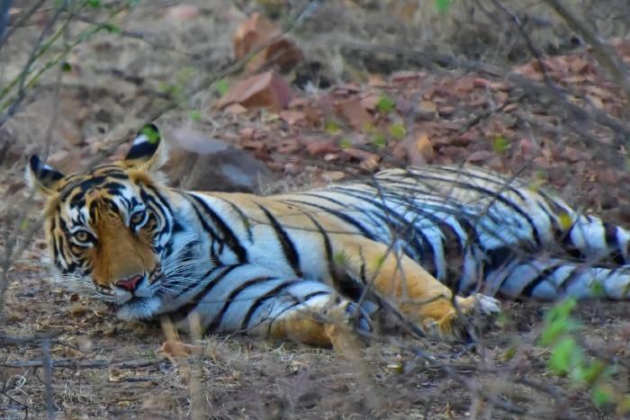 un tigre couché dans une reserve indienne