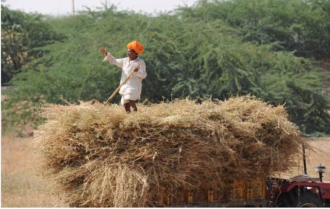 Un paysan en turban dans la campagne du Rajasthan