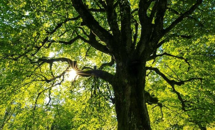 arbre avec feuilles vertes à valencia