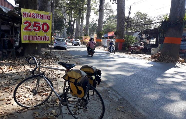 route bordée d'hévéas à chiang mai