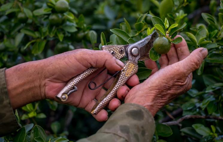 Vergers dans le delta du mékong au vietnam : origine des plantations