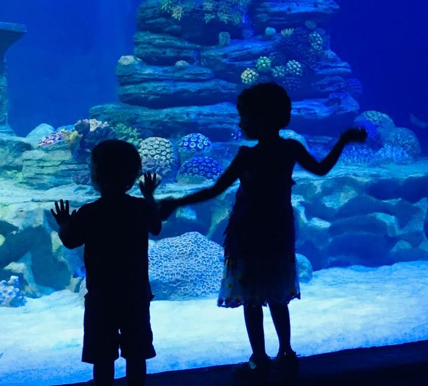 aquarium chennai inde