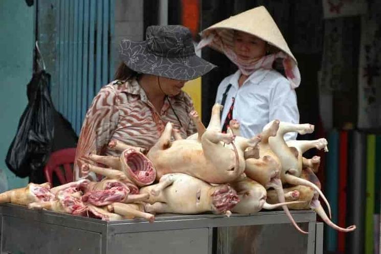 viande de chat consommé au Vietnam dans les restaurants 