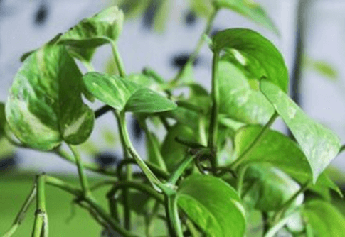 Photo. Herbalplantslive.com