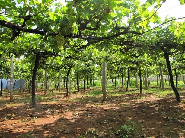 Un vignoble dans le Karnataka