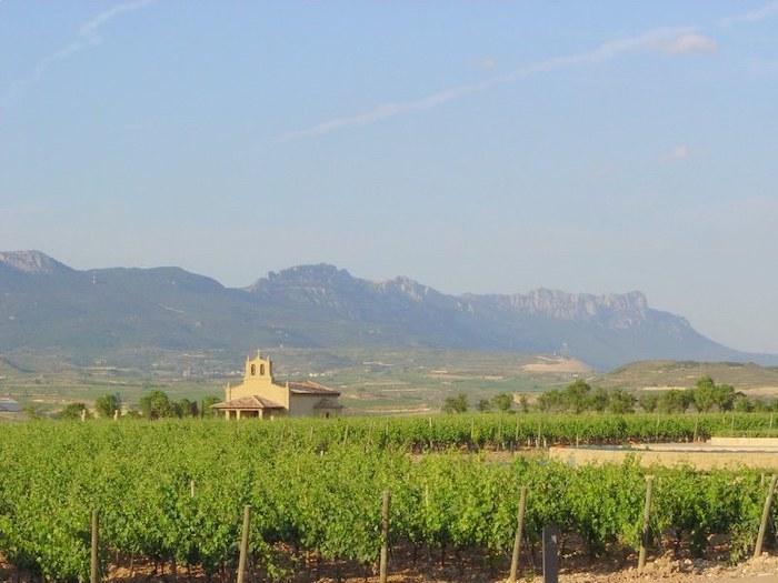 des vignes avec au loin une maison