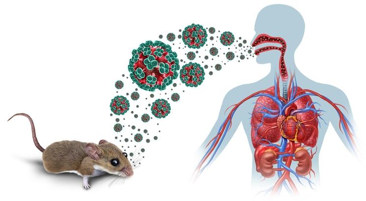 transmission du virus hantavirus 
