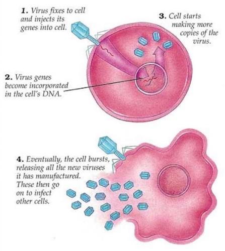 coronavirus defenses immunitaires