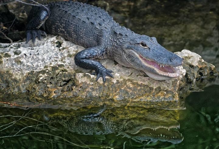 Un alligator à Gatorland