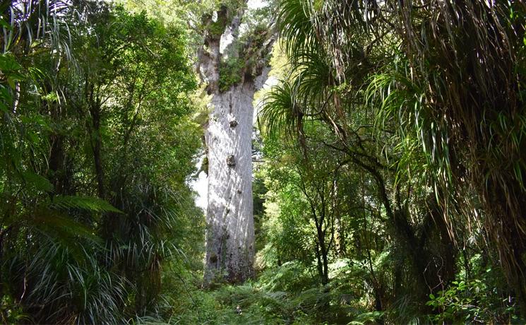 waipoua kauri forest