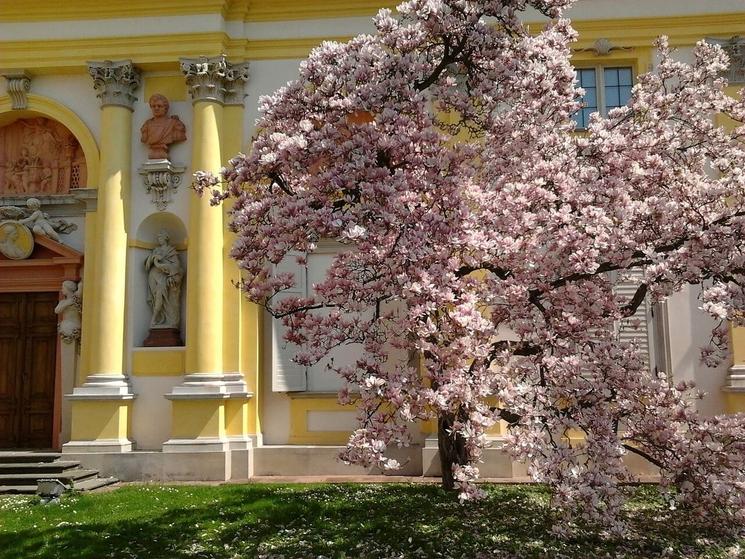 Jardin du Palais Wilanów, arbre en fleur