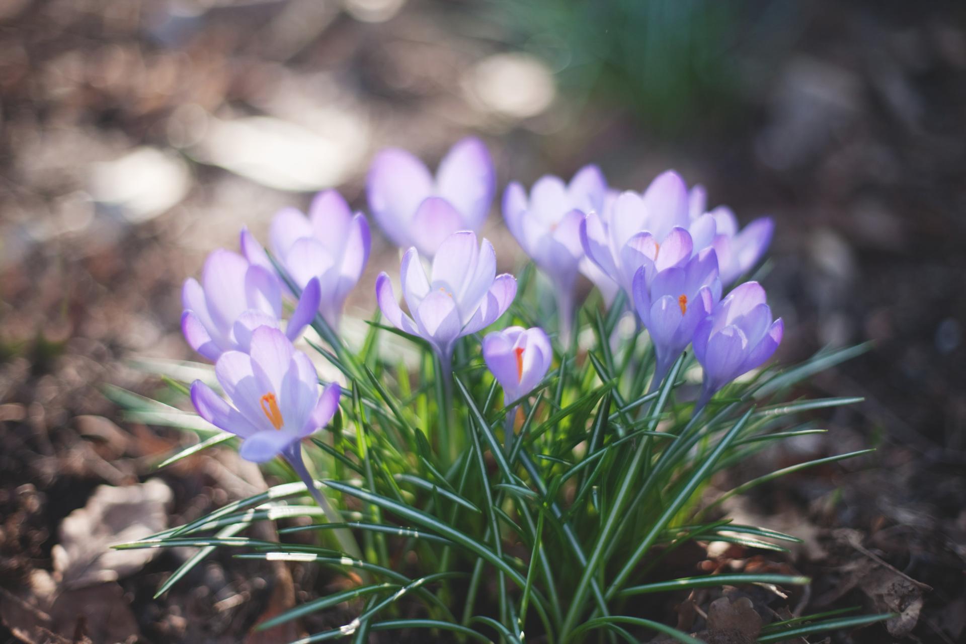 Déprime saisonnière 