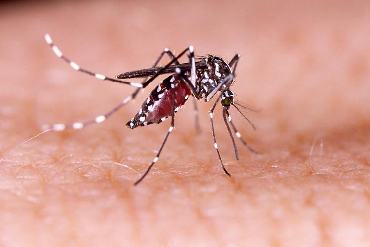 moustique Aedes dengue