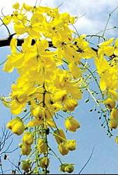 Expo florale Thailande