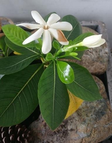plantes médicinales océaniennes Aloe Vera papaye crème HE niaouli tamanu monoï