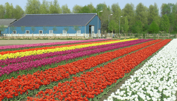 tulipani-italiani