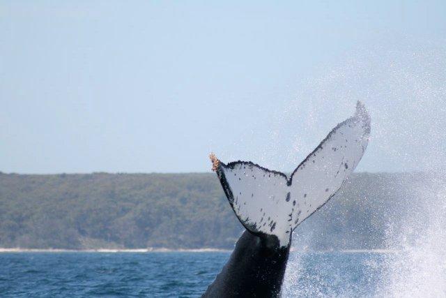 Plongeon majestueux (photo LPJ)