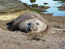 Le pacha des plages (photo LPJ)
