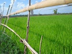 Père François Ponchaud, rizière à Kompong Cham (Elodie LLanusa)