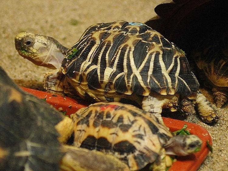 tortue étoilée en Birmanie