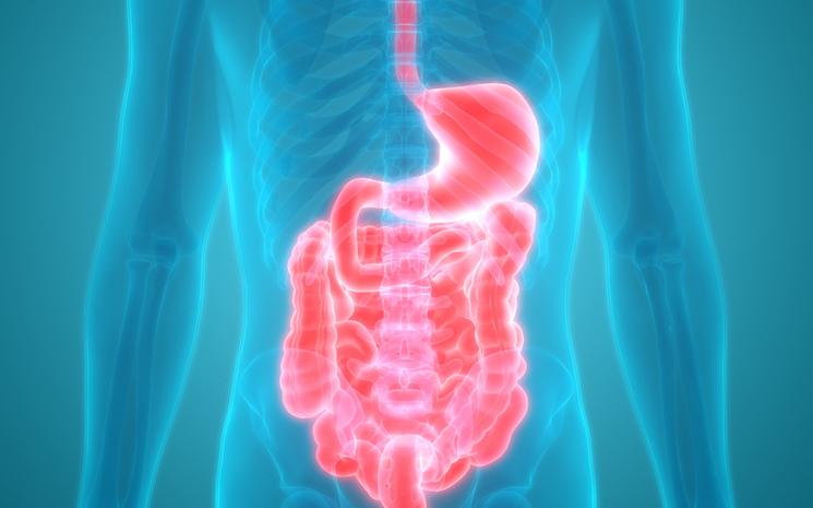 Système digestif top healthcare médecine fonctionnelle