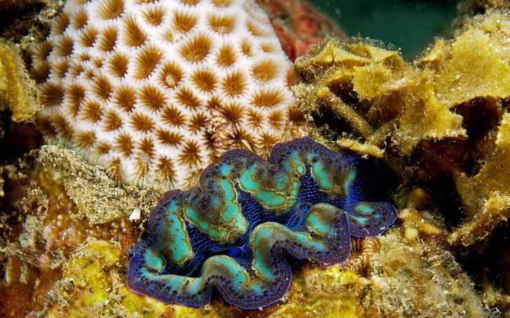 Tridacna_crocea-Nhobgood-Nick-Hobgood-CC-740