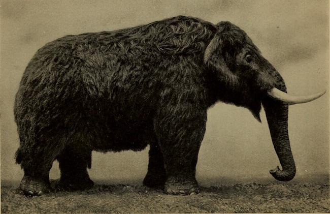 Des os fossilisés d'éléphants retrouvés près du Mont Popa