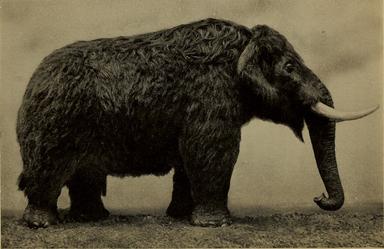 Des os fossilisés d'éléphants retrouvés près du Mont Popa