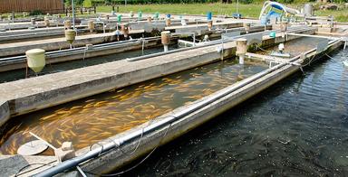 La Birmanie veut intensifier ses exportations de poissons